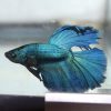 Turquoise Halfmoon Male Fighter  