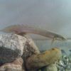 Polypterus Senegalus