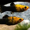 Gold Marble Molly 