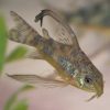 Pepper Cory Longfin ***NEW***