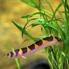 Kuhli Loach 