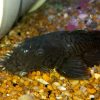 Medusa Pleco L34 6-8cm