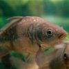 Mirror Carp 4-5''