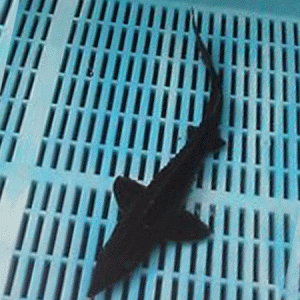Sturgeon