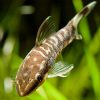 Zebra Ottocinclus 