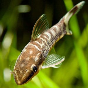 Zebra Ottocinclus 