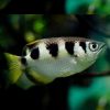 Banded Archer Fish 