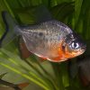 Red Belly Pacu 