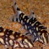 Burmese Loach 