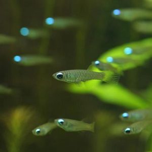 Lamp Eye Killifish 