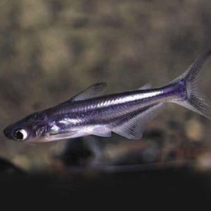 Pangasius Catfish (iridescent Shark Catfish) 5cm