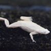 Platinum Dwarf Frog 