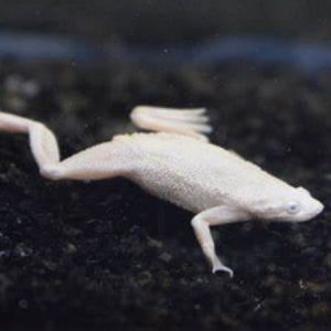 Platinum Dwarf Frog 