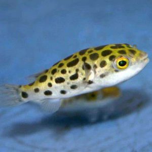 Green Spotted Puffer 1.5"