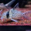 Ellisae Cory ***NEW***