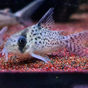 Ellisae Cory ***NEW***