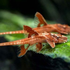 Loriacaria Whiptail Red (L10A) ***NEW***