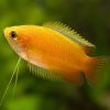 Sunset Honey Gourami 4cm