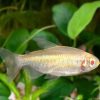 Albino Congo Tetra ***SALE***
