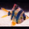 Balloon Tiger Barb ***NEW***