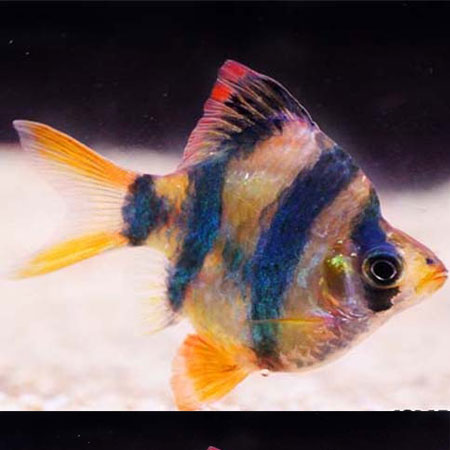 Balloon Tiger Barb ***NEW***