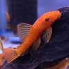 Red Bristlenose pleco 4-5cm 