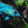 Electric Blue Acara 4cm 