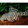  Tiger Peckoltia Pleco L002 5-6cm ***NEW***