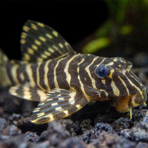 Leopard Frog Pleco L134 6-8cm