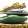Graceful Mudskipper 
