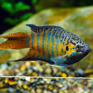 Paradise Fish ***NEW***