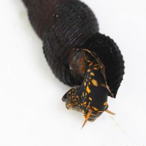 Yellow Spotted Rabbit Snail ***NEW***