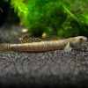 Rainbow Goby  
