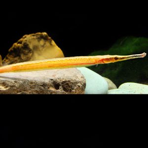Redline Pipefish 10/12cm