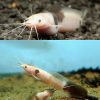 Spotted Clarias Catfish *SPECIAL*