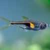 Glowlight Rasbora ***NEW***