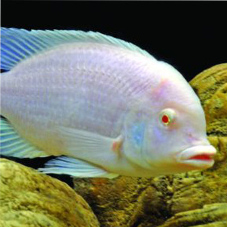 Albino Dolphin Cichlid 4-6cm ***NEW***