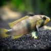 Blue Panda Dwarf Cichid PAIR (1 Male,1 Female) **NEW**   