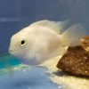 Platinum Polar Parrot Cichlid 4-6cm 