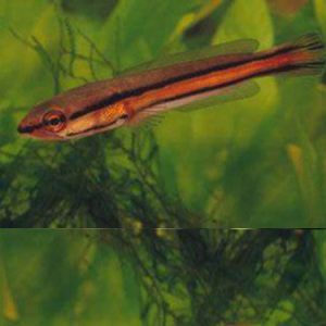 Red Snakehead 15cm
