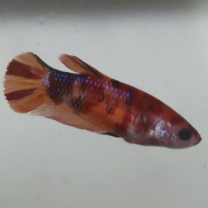  Nemo Candy female Fighter   