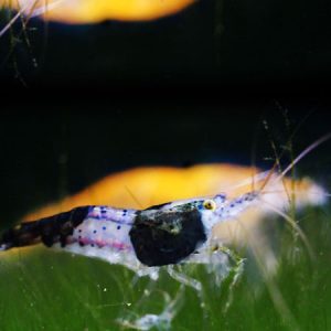 Black Rili Shrimp ***NEW*** 