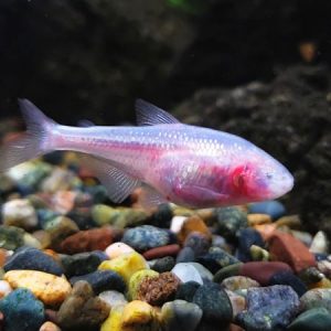 Blind Cave Tetra