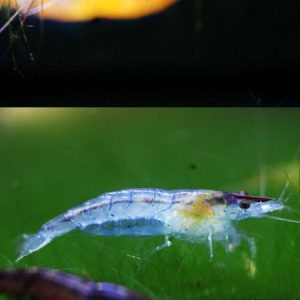 Blue Rili Shrimp ***NEW***
