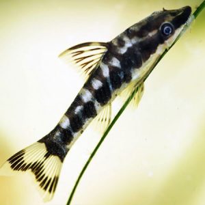 Tiger Ottocinclus 