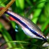 Beckford's Pencil Fish  