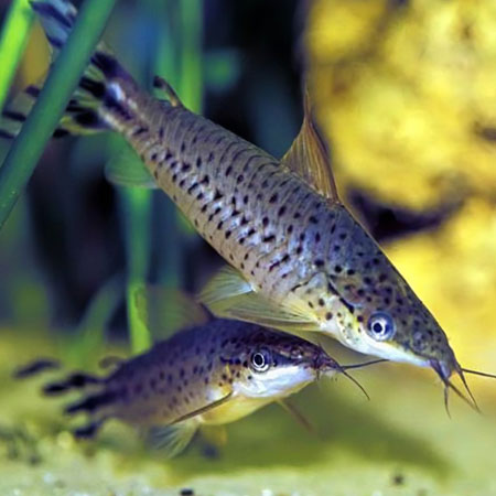 Catfish for sale for tropical aquariums - Aquatics To Your Door