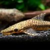 Giant Ottocinclus 