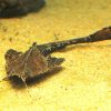Banjo Catfish 