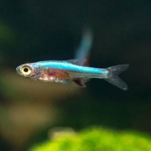 Blue Axelrodi Rasbora ***NEW*** 